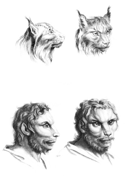 Similarities between the heads of a lynx and a man, from 